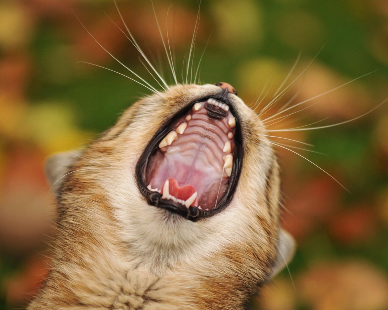 Fondo de pantalla Cute Yawning Kitten 1600x1280