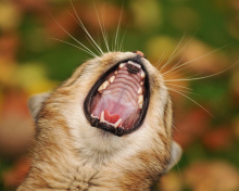 Fondo de pantalla Cute Yawning Kitten 220x176