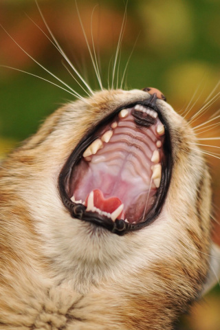 Fondo de pantalla Cute Yawning Kitten 320x480