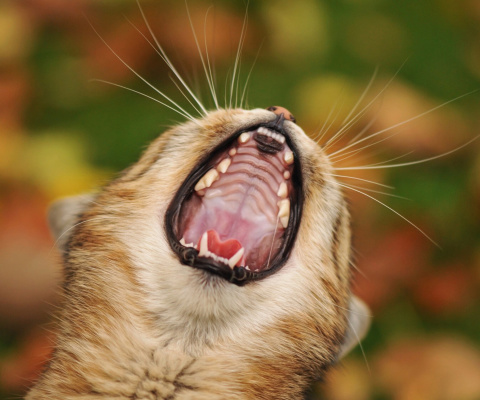 Cute Yawning Kitten wallpaper 480x400