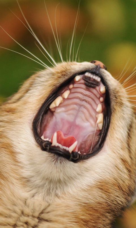 Sfondi Cute Yawning Kitten 480x800