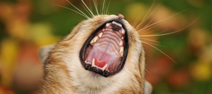 Das Cute Yawning Kitten Wallpaper 720x320