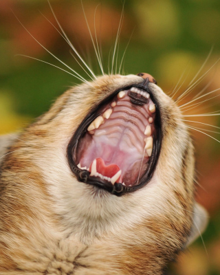 Kostenloses Cute Yawning Kitten Wallpaper für Nokia Lumia 925