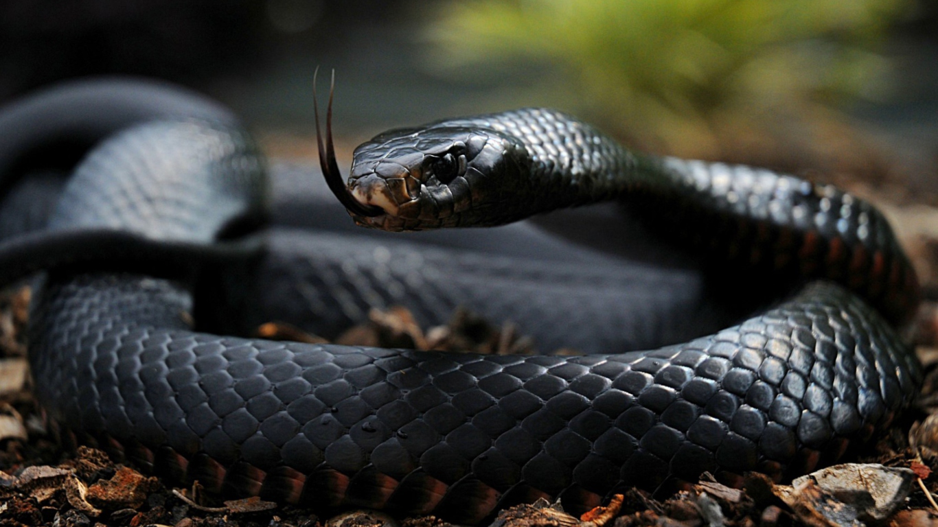 Black Mamba screenshot #1 1366x768