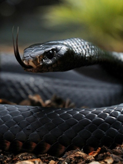 Black Mamba screenshot #1 240x320