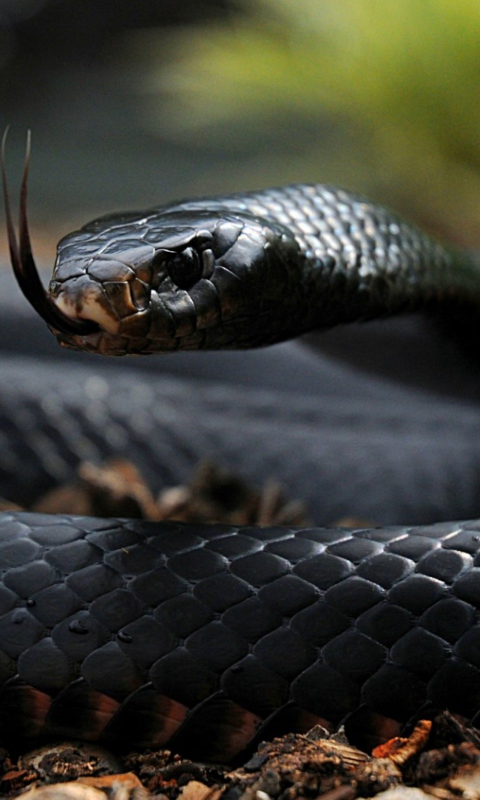 Fondo de pantalla Black Mamba 480x800