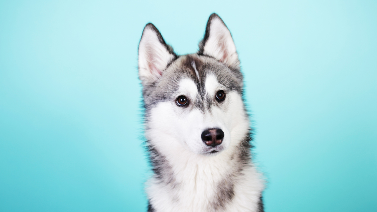 Husky Dog wallpaper 1280x720