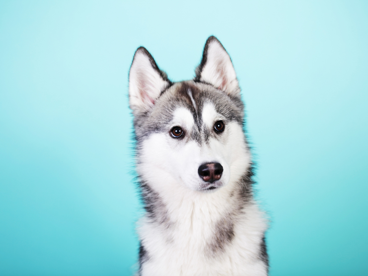 Husky Dog wallpaper 1280x960