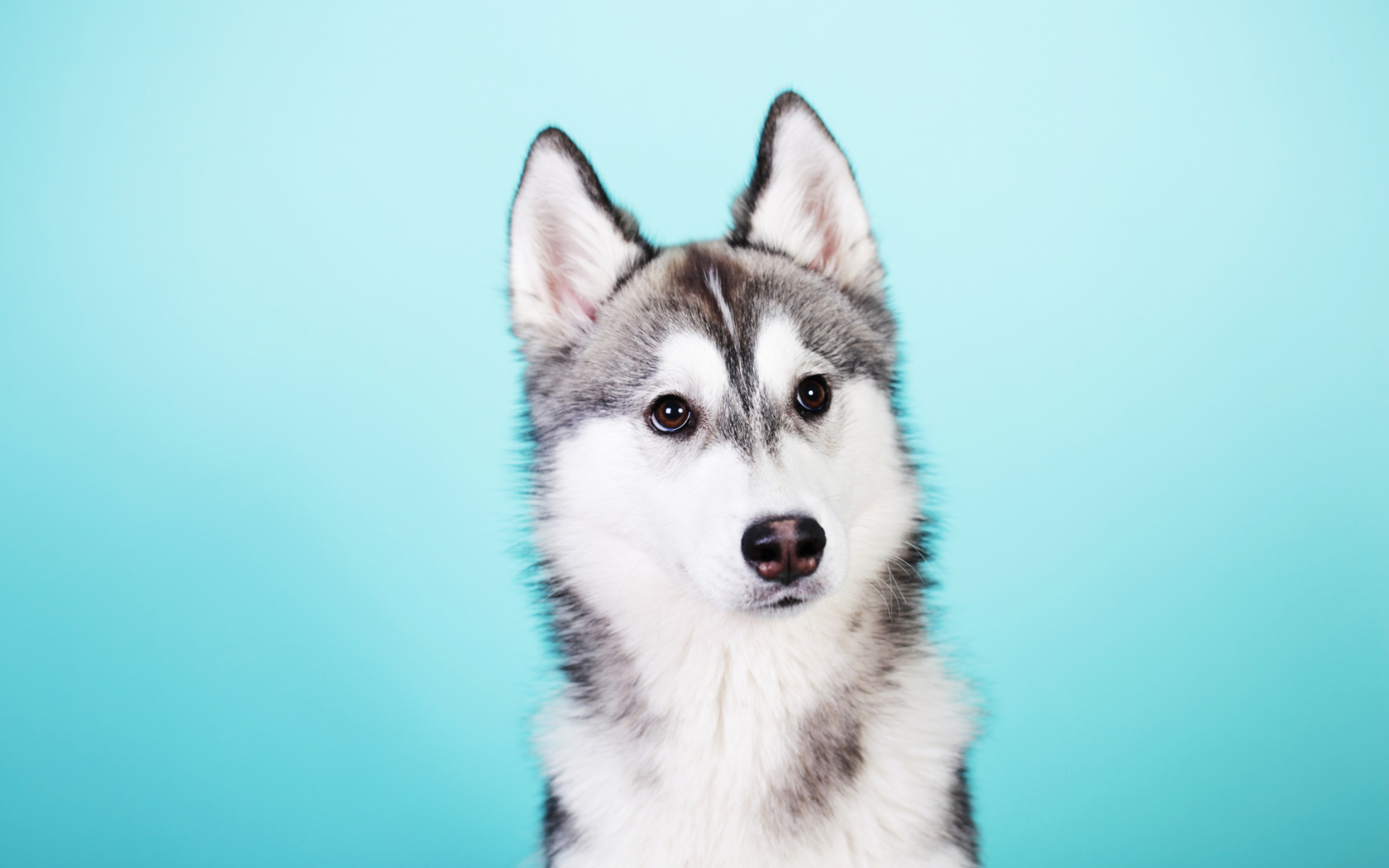 Husky Dog wallpaper 1680x1050