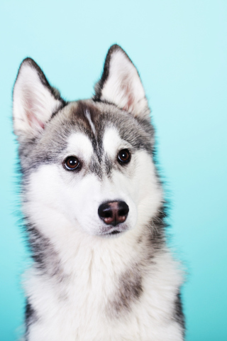 Husky Dog wallpaper 320x480