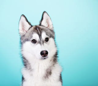 Husky Dog sfondi gratuiti per iPad mini