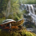 Wild Turtle wallpaper 128x128