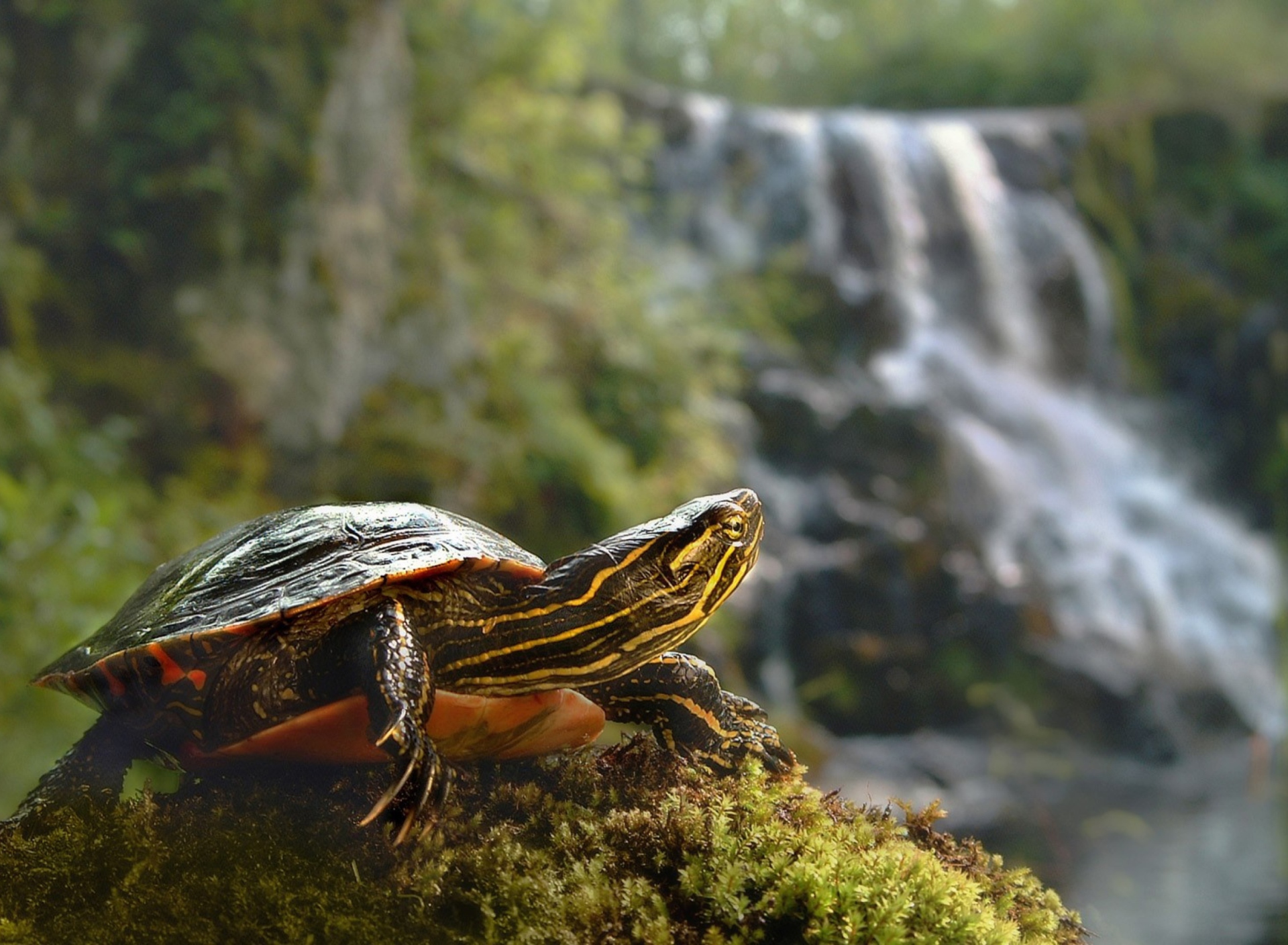 Wild Turtle wallpaper 1920x1408