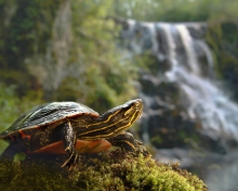 Wild Turtle wallpaper 220x176