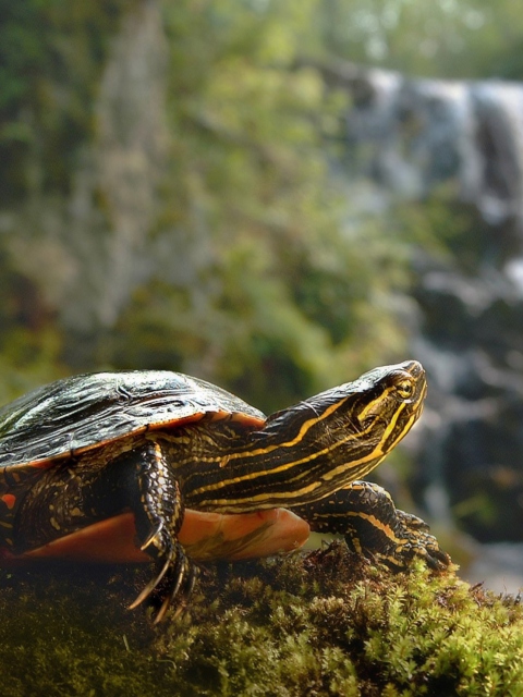 Wild Turtle wallpaper 480x640