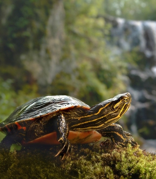 Wild Turtle Picture for 240x320