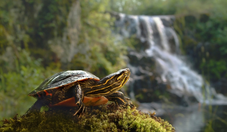 Screenshot №1 pro téma Wild Turtle