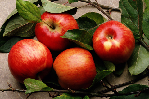 Red Apples wallpaper 480x320