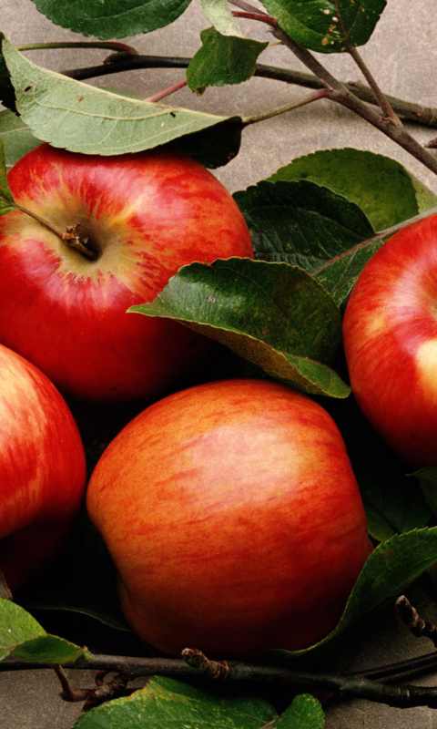 Red Apples wallpaper 480x800