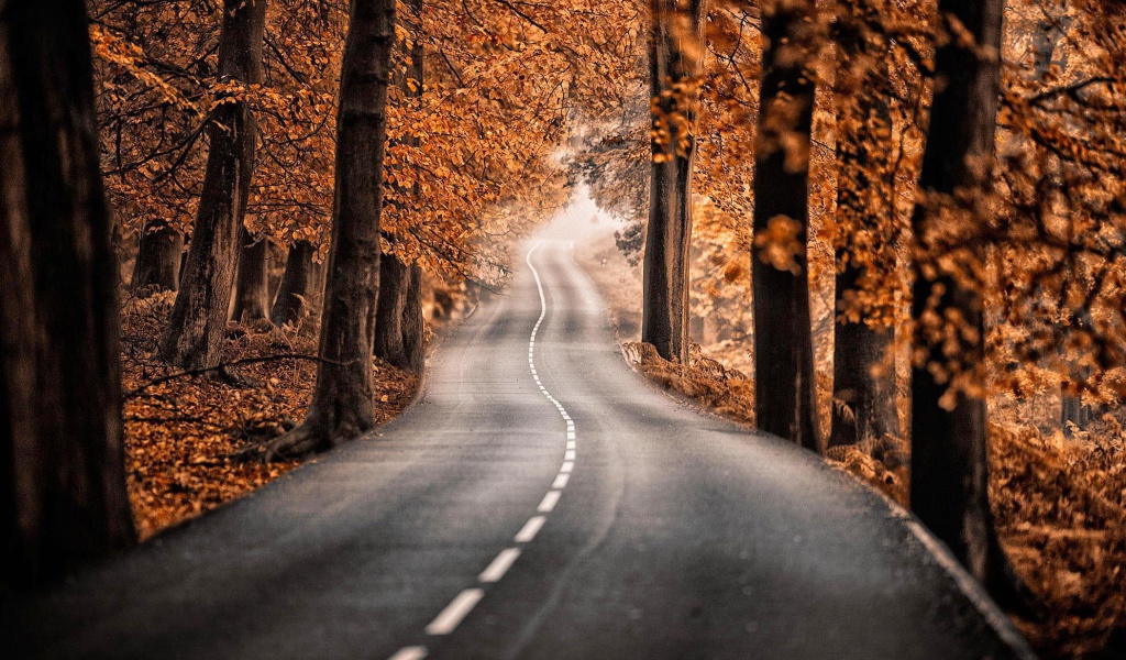 Road in Autumn Forest wallpaper 1024x600