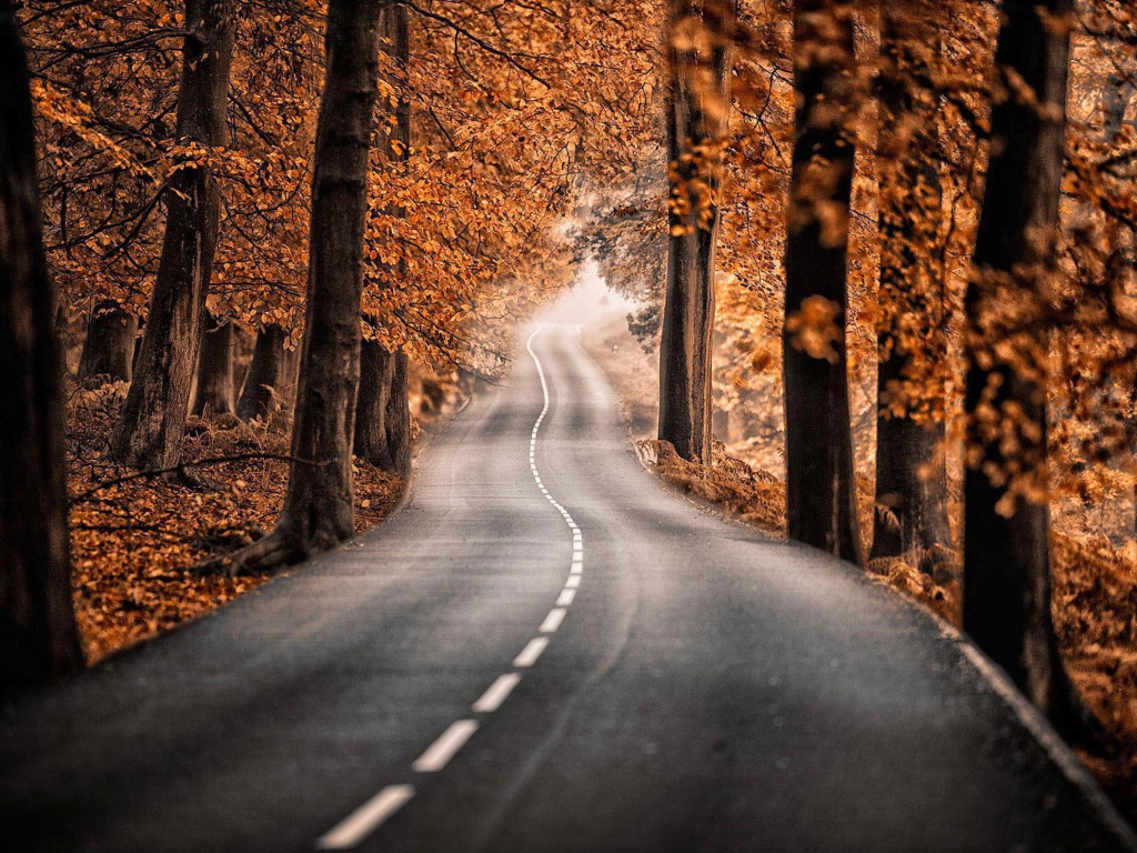 Das Road in Autumn Forest Wallpaper 1024x768
