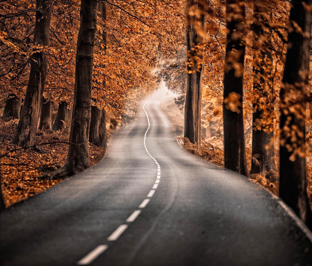 Das Road in Autumn Forest Wallpaper 1200x1024