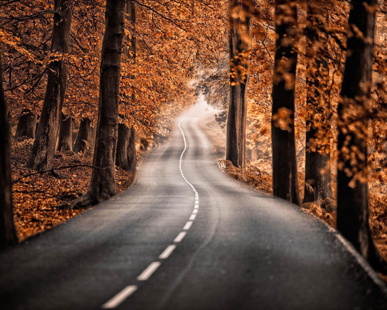 Sfondi Road in Autumn Forest 1280x1024