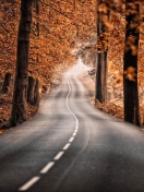 Das Road in Autumn Forest Wallpaper 132x176