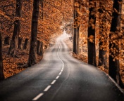 Das Road in Autumn Forest Wallpaper 176x144