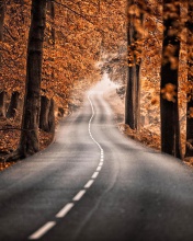 Das Road in Autumn Forest Wallpaper 176x220