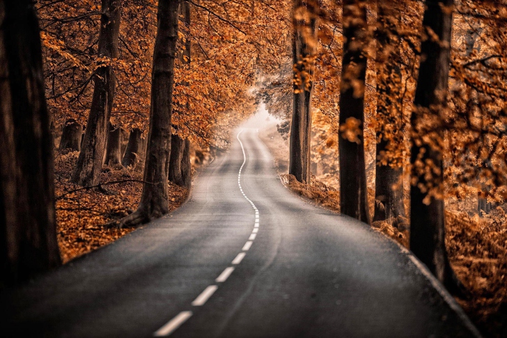 Das Road in Autumn Forest Wallpaper