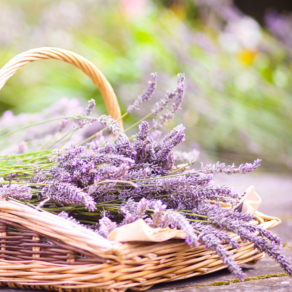 Обои Lavender Bouquet In Basket 1024x1024