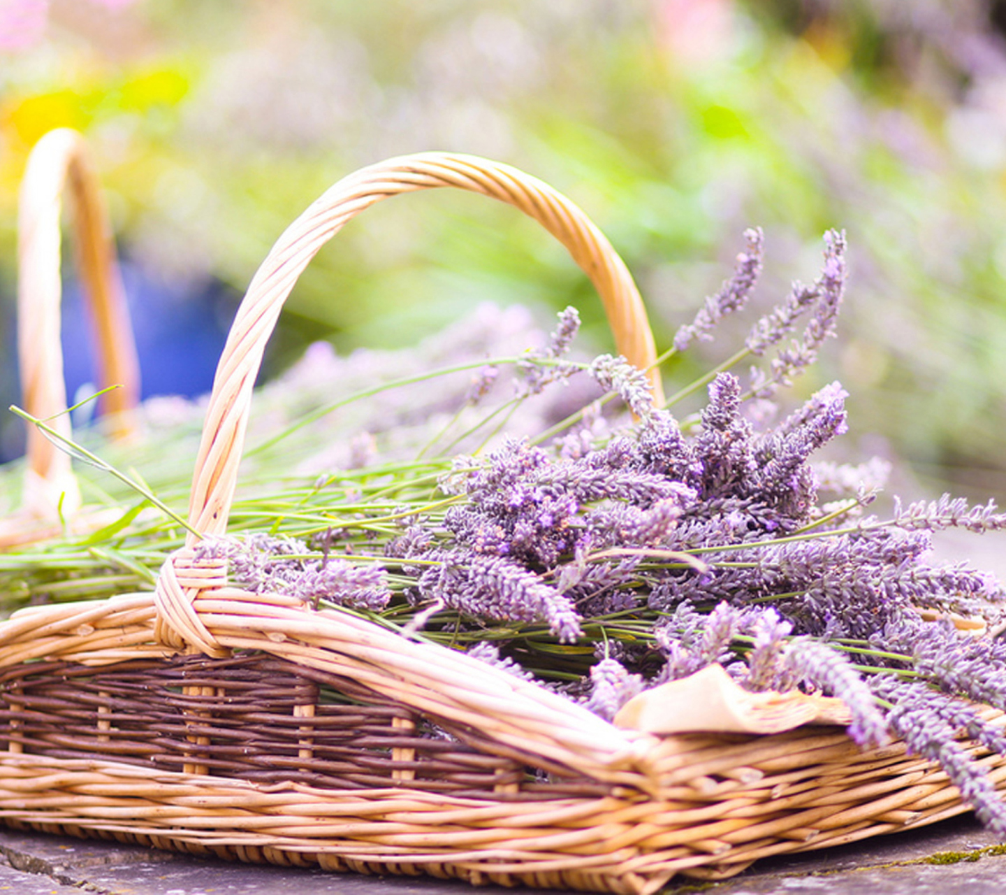 Lavender Bouquet In Basket wallpaper 1440x1280