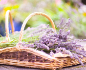 Sfondi Lavender Bouquet In Basket 176x144