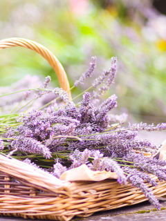 Lavender Bouquet In Basket screenshot #1 240x320