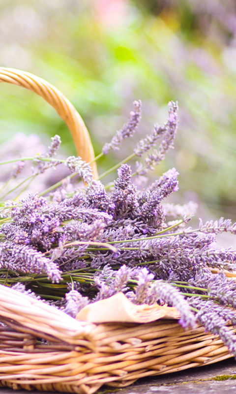 Lavender Bouquet In Basket wallpaper 480x800