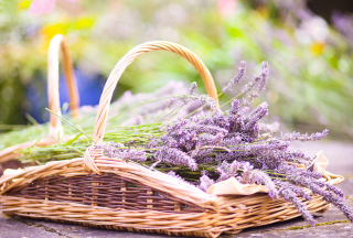 Lavender Bouquet In Basket - Obrázkek zdarma 