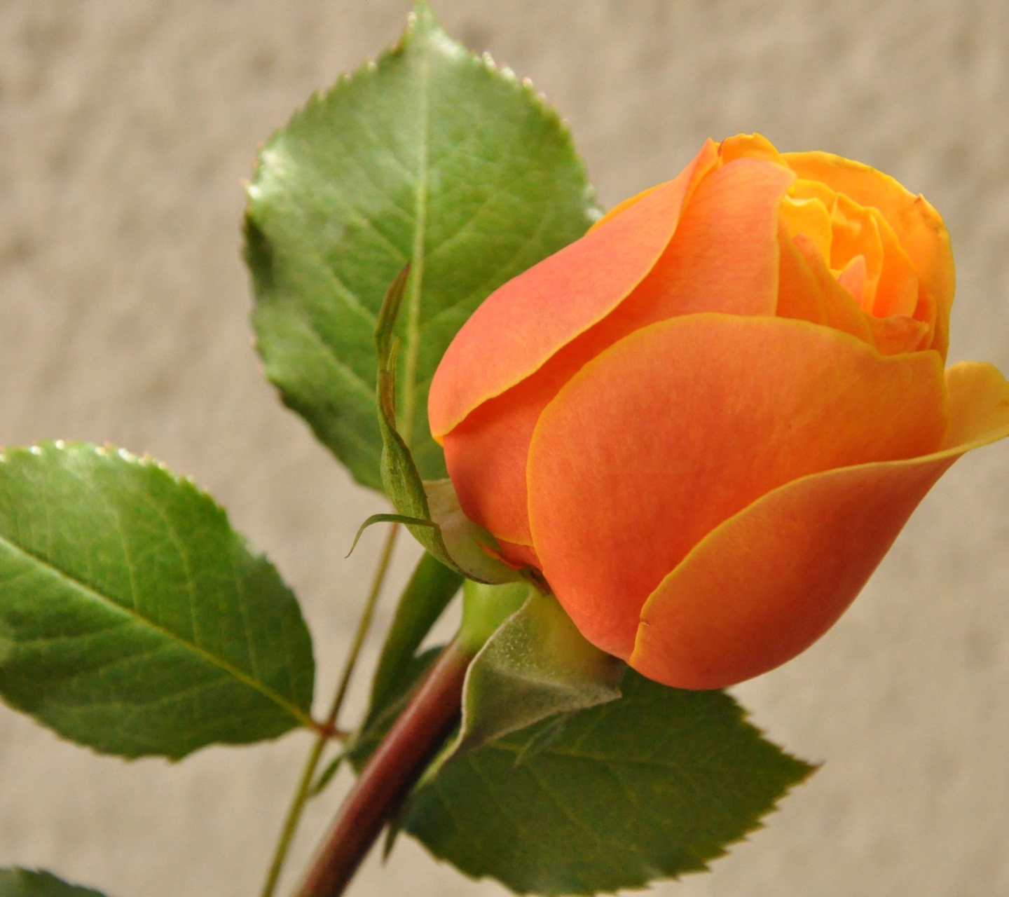 Orange rose bud wallpaper 1440x1280