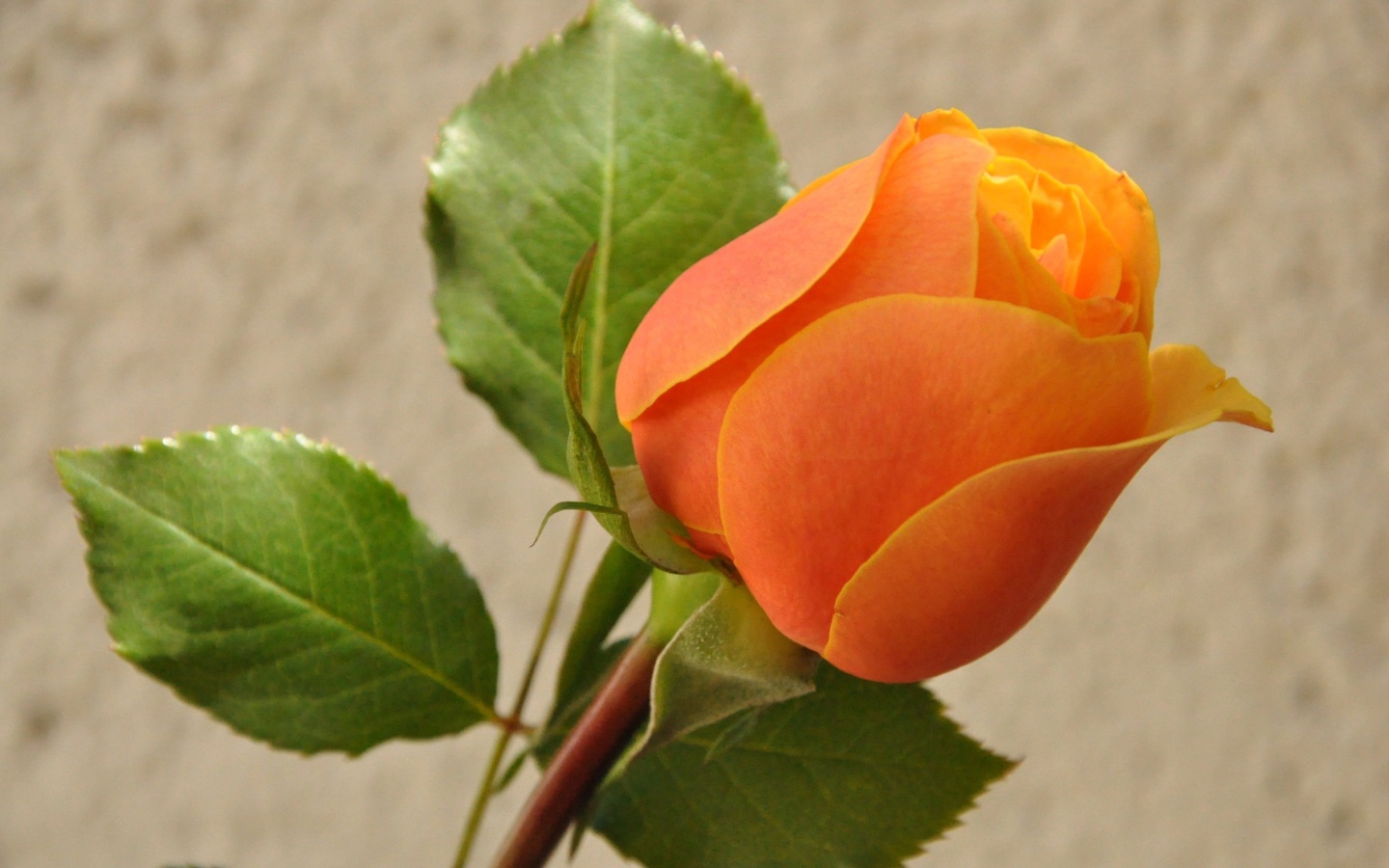 Das Orange rose bud Wallpaper 1440x900