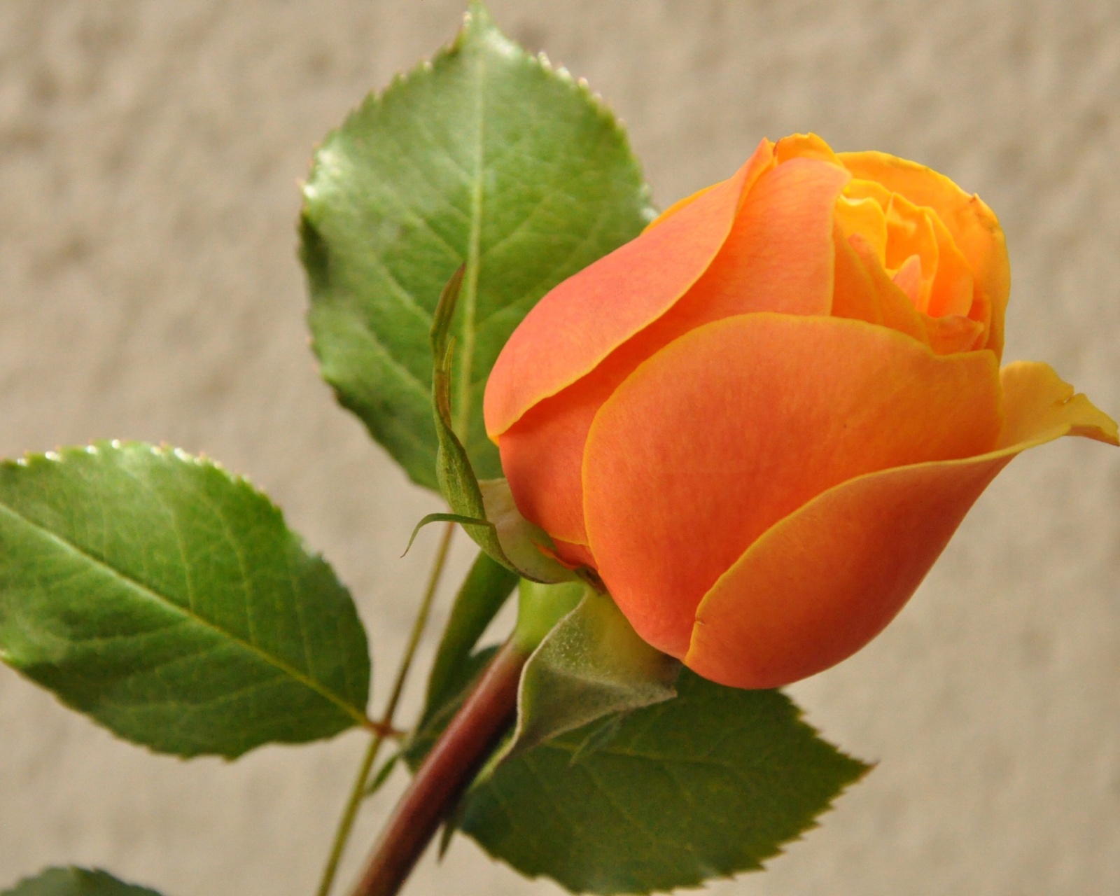 Orange rose bud wallpaper 1600x1280