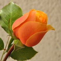 Обои Orange rose bud 208x208