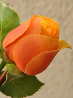 Orange rose bud screenshot #1 240x320