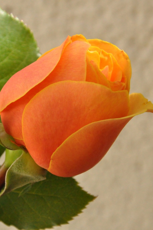 Обои Orange rose bud 640x960