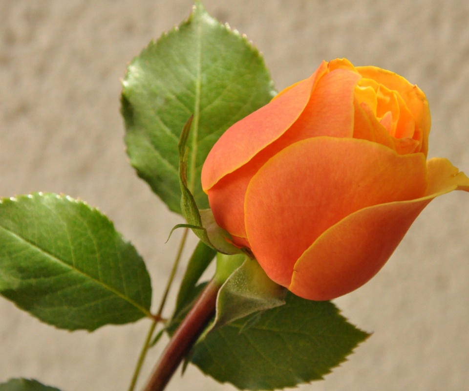 Sfondi Orange rose bud 960x800