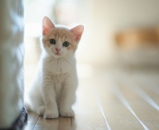 White Baby Cat wallpaper 176x144