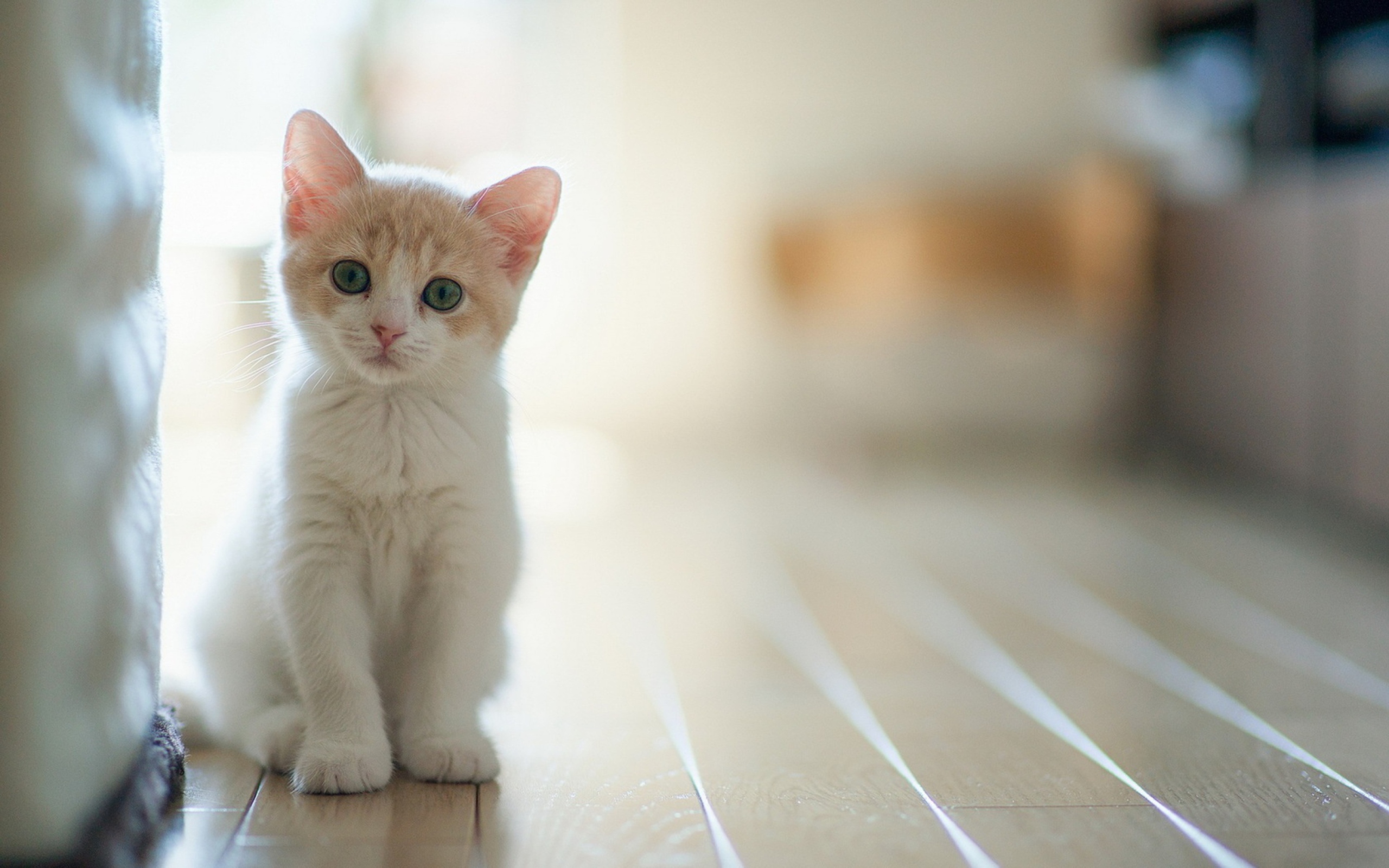 White Baby Cat wallpaper 2560x1600