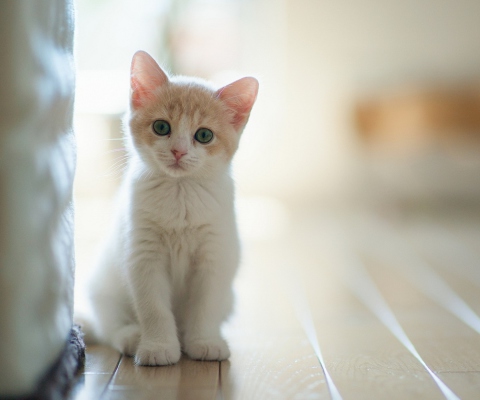 White Baby Cat screenshot #1 480x400