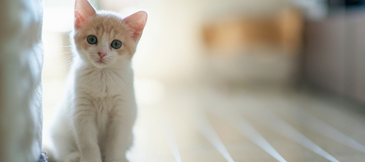 White Baby Cat wallpaper 720x320