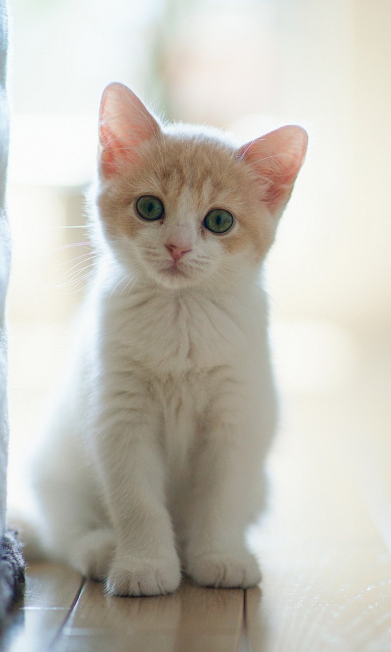 White Baby Cat wallpaper 768x1280