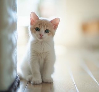 Free White Baby Cat Picture for iPad